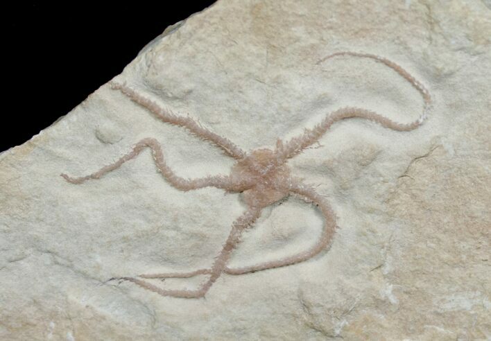 Ophiopetra Brittle Star Fossil - Solnhofen #6147